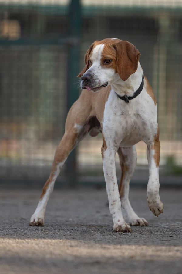 Amadeo: Giovane, Stupendo Mix Pointer, Cerca Famiglia